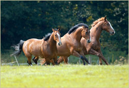 Pferde-Pensionsstall Team für Pferd und Hof